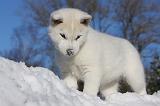 SIBERIAN HUSKY 741